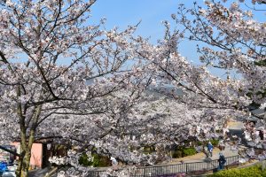 桜